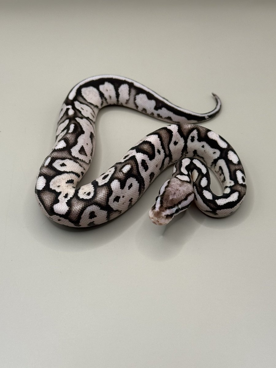 Python_regius44's tweet image. 初めてお脱ぎになりました #3