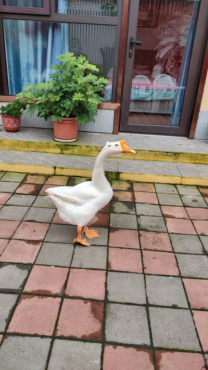 今天带长脖子出去遛弯，从民宿走到外面的超市，只走了五六百米，回来发现它的脚底出血了。检查了一下是磨破皮了。。。不善于走路的鹅啊，太娇气了。