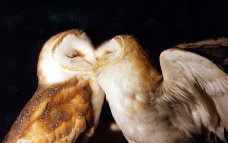 rincondeLuzbel_'s tweet image. 🦇. Canalización de amor ﹒☆ 🩸
ㅤㅤSignos de Tierra #tarottwt
      ( Tauro, Virgo y Capricornio )
Lágrimas. &quot;Sí, si quiero&quot; - pensar. Planear. Osos. Copas de vino o sangre. Beso de amor verdadero. Canibalismo. Umbanda. &quot;Incluso si tengo que sacrificar mi sonrisa.. Por ti&quot; +