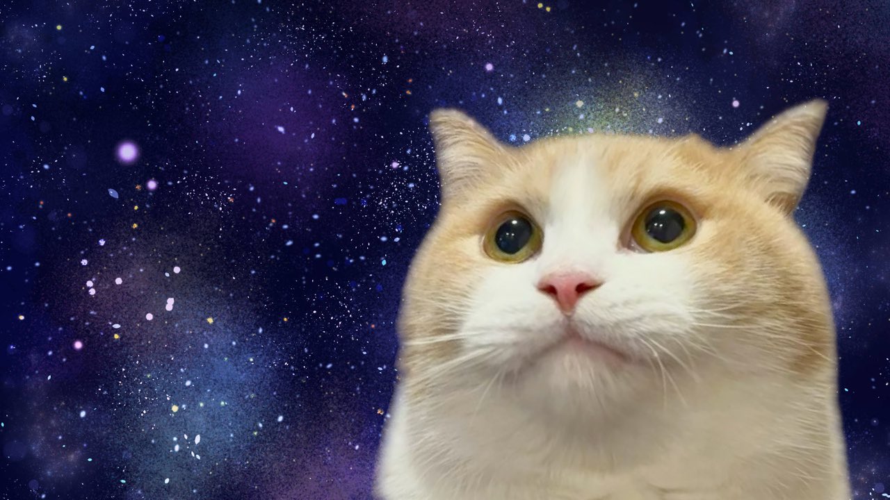 ⭐︎ランランページひ⭐︎のびねこ他⑥ ⭐︎ランランページひ⭐︎のびねこ他⑥ らんらん🇯🇵 (@ranran73