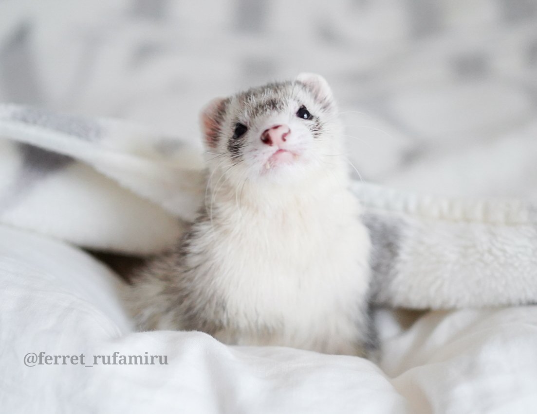 可愛らしくしなをつくるの上手だねえ💕