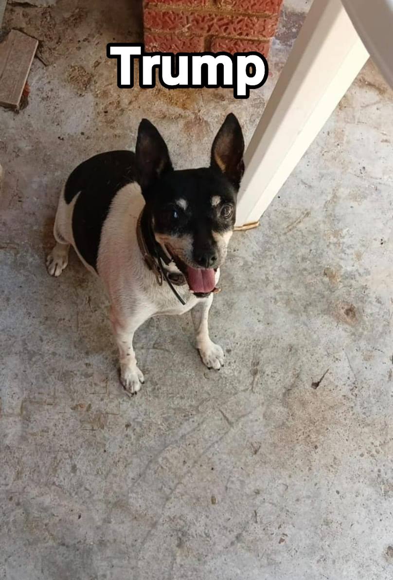 SosAbuelos1's tweet photo. Solo #Valencia
#TRUMP tiene 11-12 años. Su humano ha fallecido, dejando a Trump pendiente de encontrar un nuevo hogar.

Es muy simpático y cariñoso con personas, con otros perros es muy bueno, no creemos que tenga ningún problema.

Dale un hogar.

Contacto; WhatsApp 640 95 77 00 // 661 75 51 27