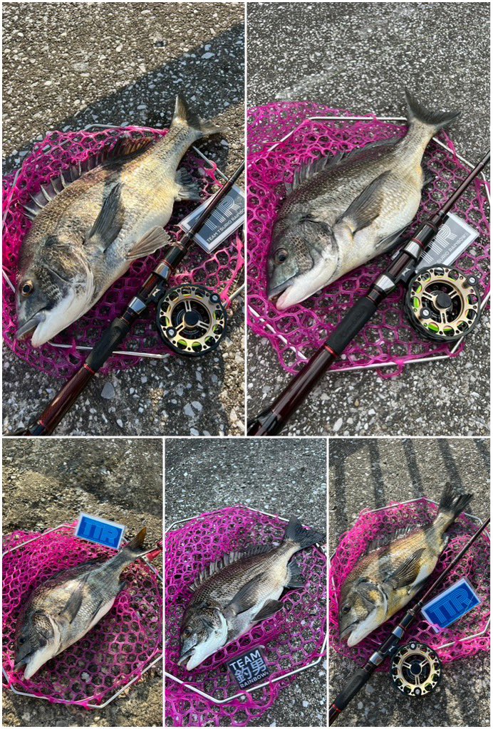 t_h_j_VIP's tweet image. ZEROZERO入魂🔥
ずぅーっと忙しく入魂出来ずに居ましたがやっと年無し入魂出来ました🥳
2時間釣行51.5cm頭に5-5-5！
板倉師匠の喝に最近のバレに対するビビリを払拭しパーフェクト達成出来ました👍🏾

#team釣男reinbow
#黒鯛工房
#ZEROZERO
#ヘチ釣り
#東京湾奥釣倶楽部