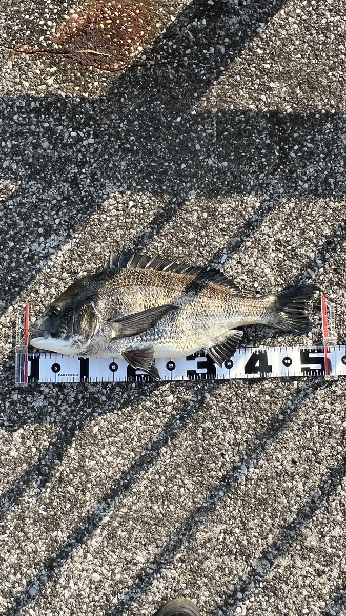 t_h_j_VIP's tweet image. ZEROZERO入魂🔥
ずぅーっと忙しく入魂出来ずに居ましたがやっと年無し入魂出来ました🥳
2時間釣行51.5cm頭に5-5-5！
板倉師匠の喝に最近のバレに対するビビリを払拭しパーフェクト達成出来ました👍🏾

#team釣男reinbow
#黒鯛工房
#ZEROZERO
#ヘチ釣り
#東京湾奥釣倶楽部