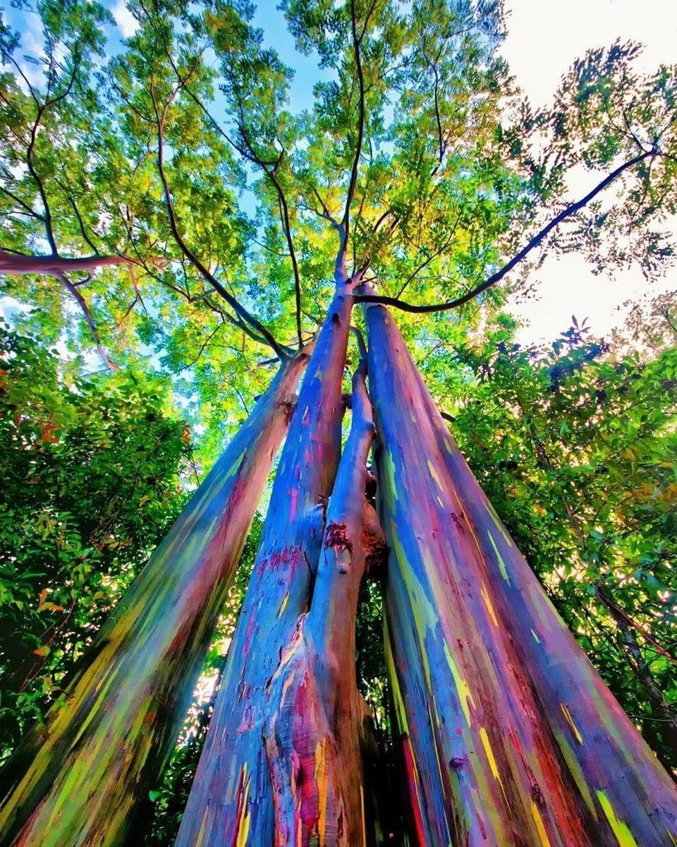 🌈✨ Behold the Living Rainbow: The Eucalyptus Deglupta! ✨🌈

🌟 Fun Fact Fiesta 🌟:

1. Nature's Paintbrush: Imagine a tree that looks like it's been kissed by a rainbow. The rainbow eucalyptus does just that, shedding its bark to reveal a dazzling display of greens, reds,