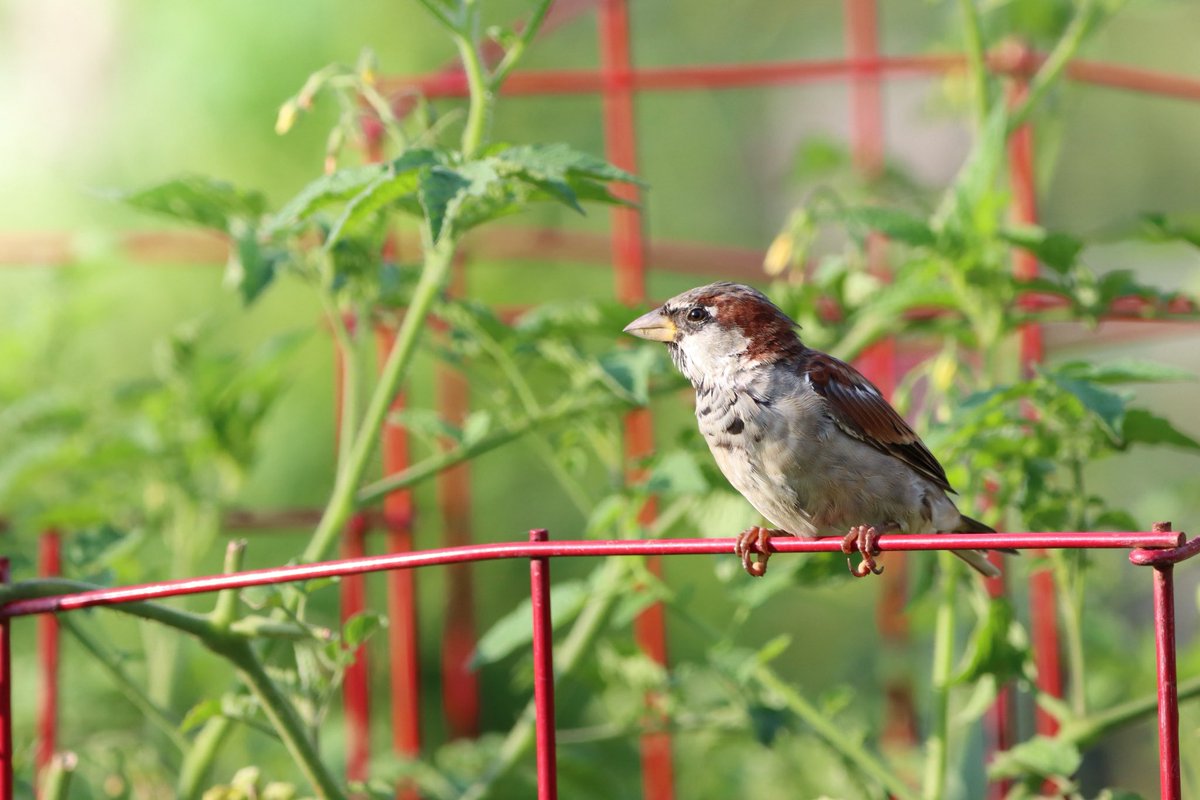 House Sparrow making sure I get his good side. Have a good Thursday all. #birds #birding #birdphotography #BirdsOfTwitter