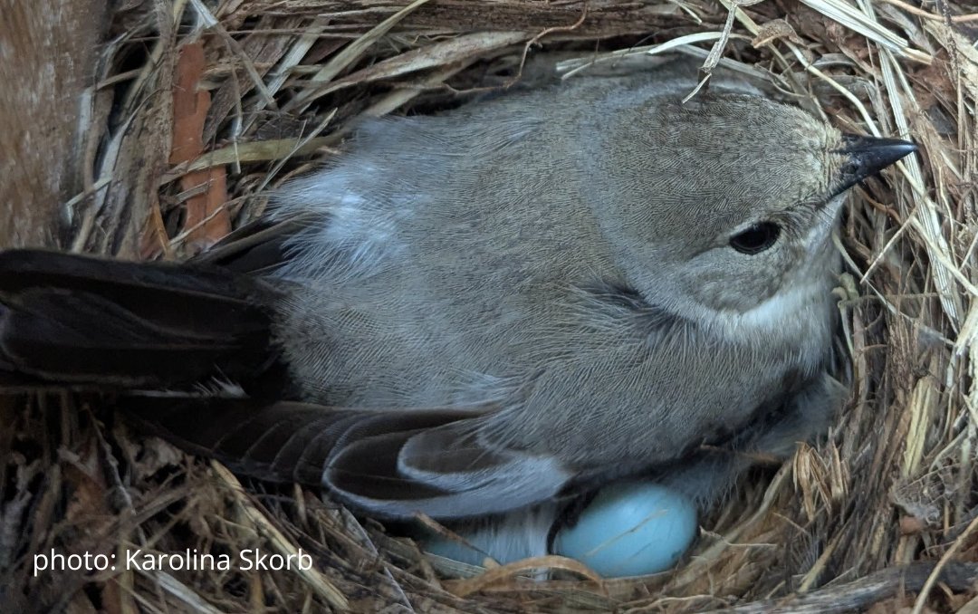 🌦️The impact of weather conditions on avian breeding performance: insights from a long-term study – new publication! 
👉doi.org/10.1186/s12983…

#Birds #Ornithology #ClimateChange  #BreedingSuccess #LongTermStudy #AvianEcology #Conservation  #WildlifeResearch #FrontiersInZoology