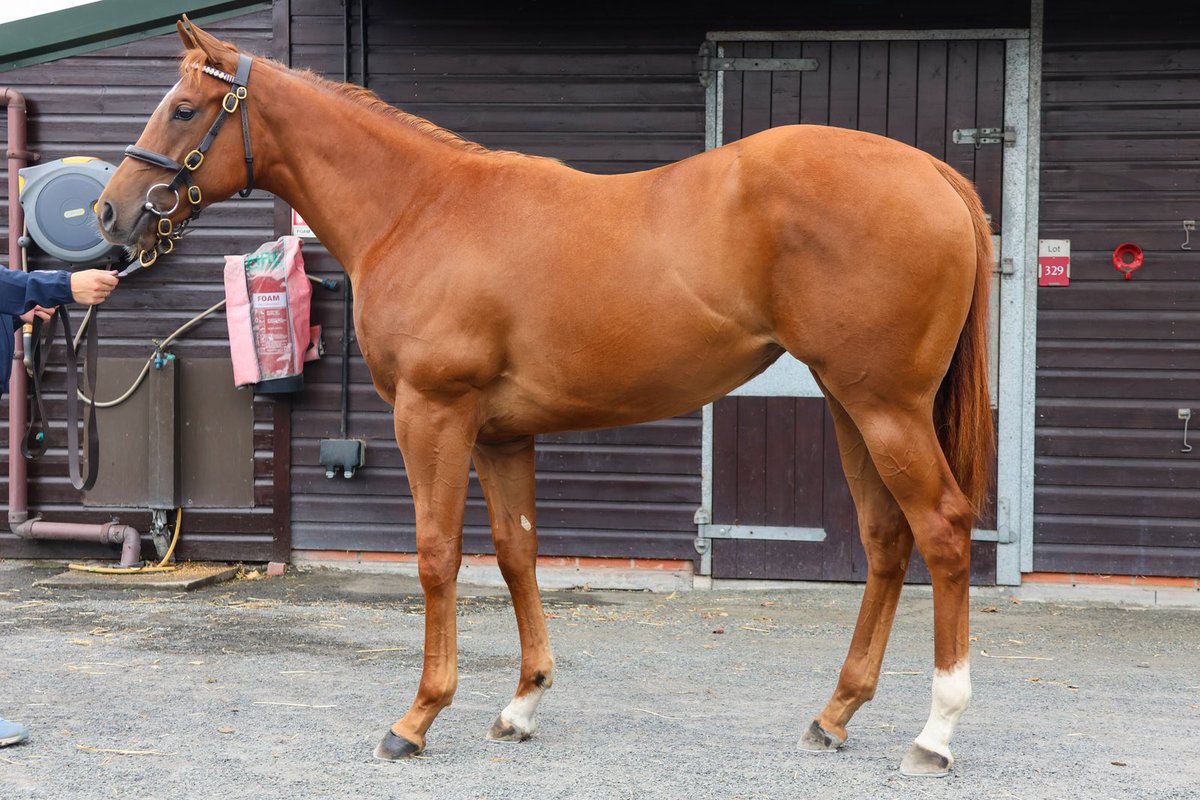 Our smashing STARMAN filly sells for £48,000 to Anna McGivney <a href="/GoffsUK/">Goffs UK</a> ✨🤩
