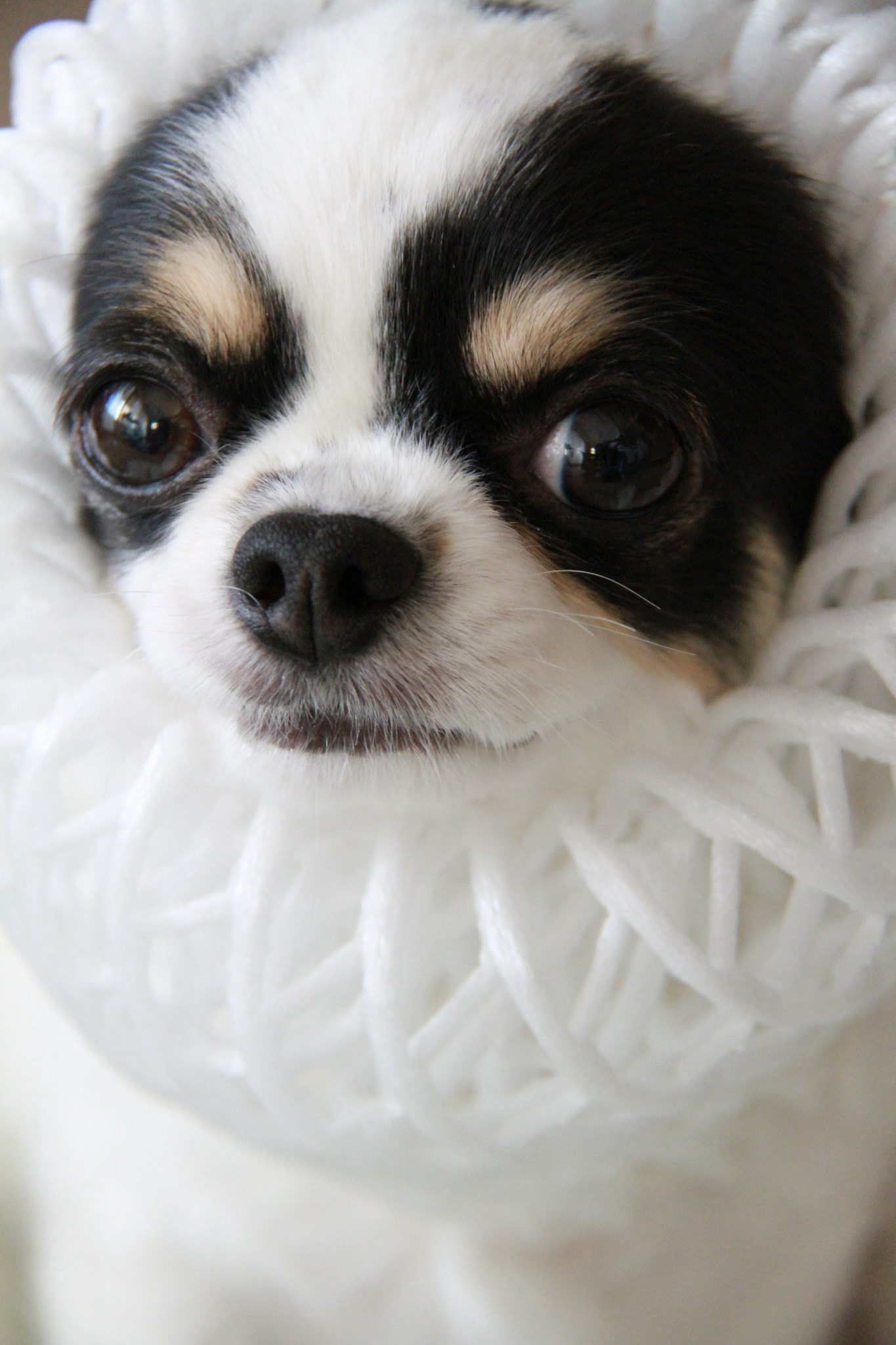 ワンちゃん Amazon | 杉田エース 掛け金物 ワンちゃんフック 242-282