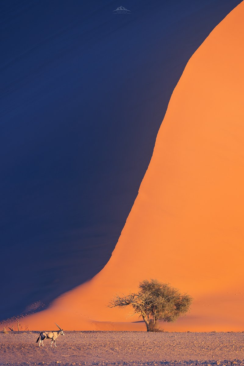 HugoVP55's tweet image. Creo que podria resumir en una sola foto lo que es Namibia; paisajes infinitos, fauna y luz... sobre todo luz