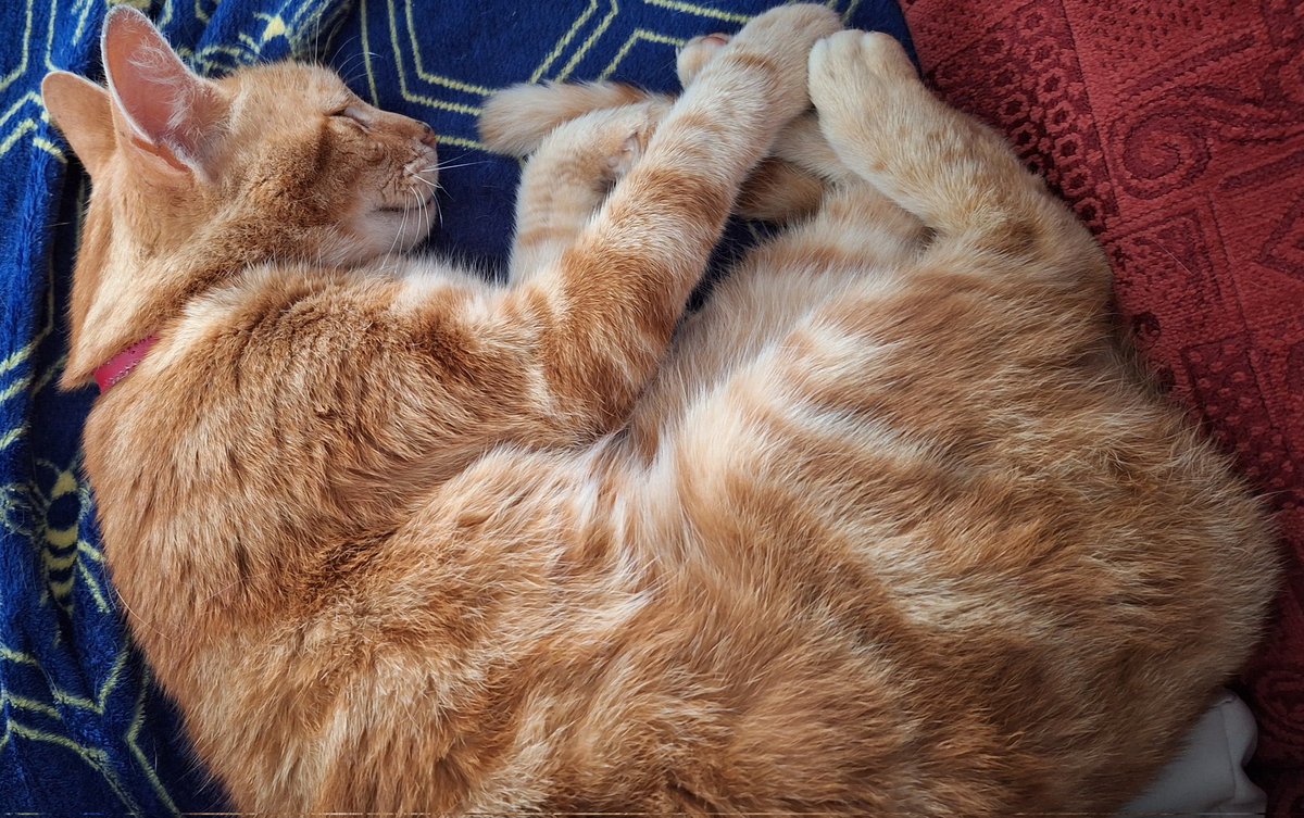 It's hard work being a cat

#nextdoorscat