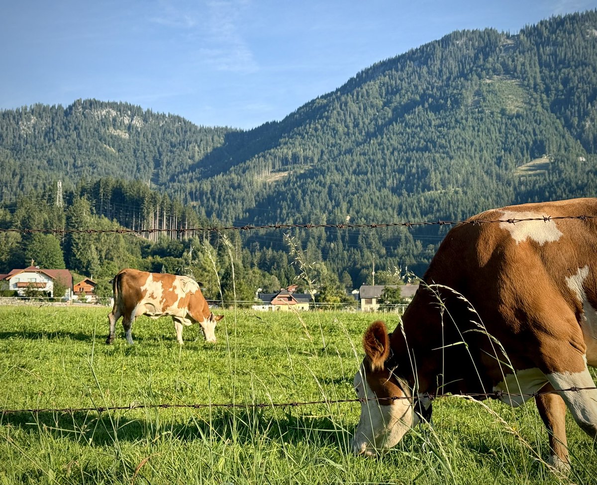 Chef Saud tweet media