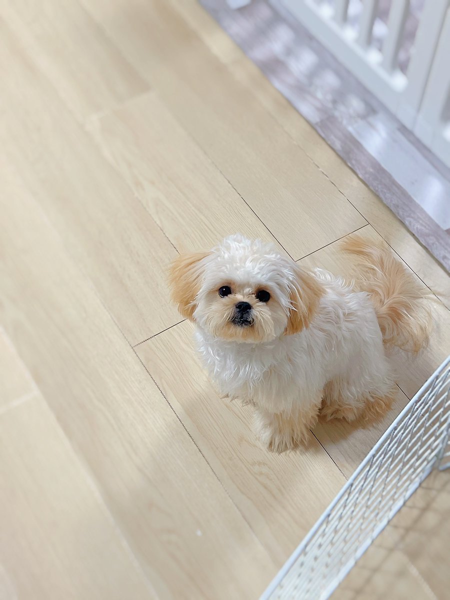 なんか今日お顔むちむちでかわちいね

 #犬との生活  #犬のいる暮らし