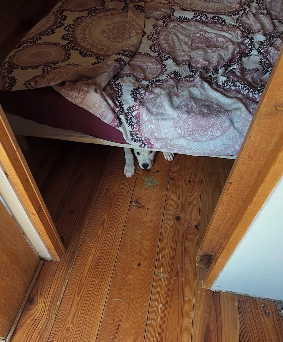 Mornings at the cottage with our little Scottie. 

She’s staring at mom and dad behind the camera - daring us to try her.