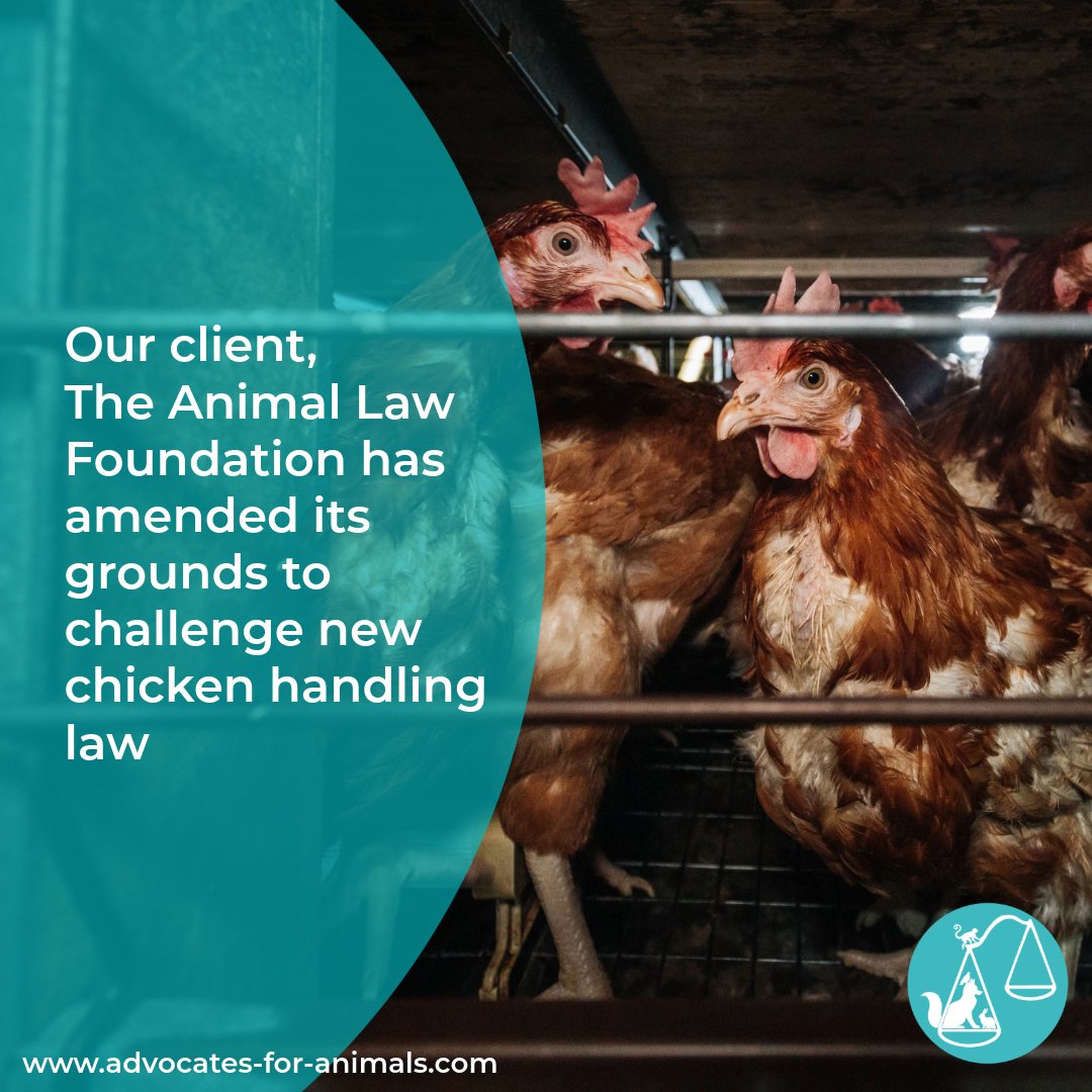 Case update on our client proceedings: <a href="/AnimallawFDN/">The Animal Law Foundation</a>   has amended its grounds to challenge the new chicken handling law, focusing on the fairness of the consultation process.