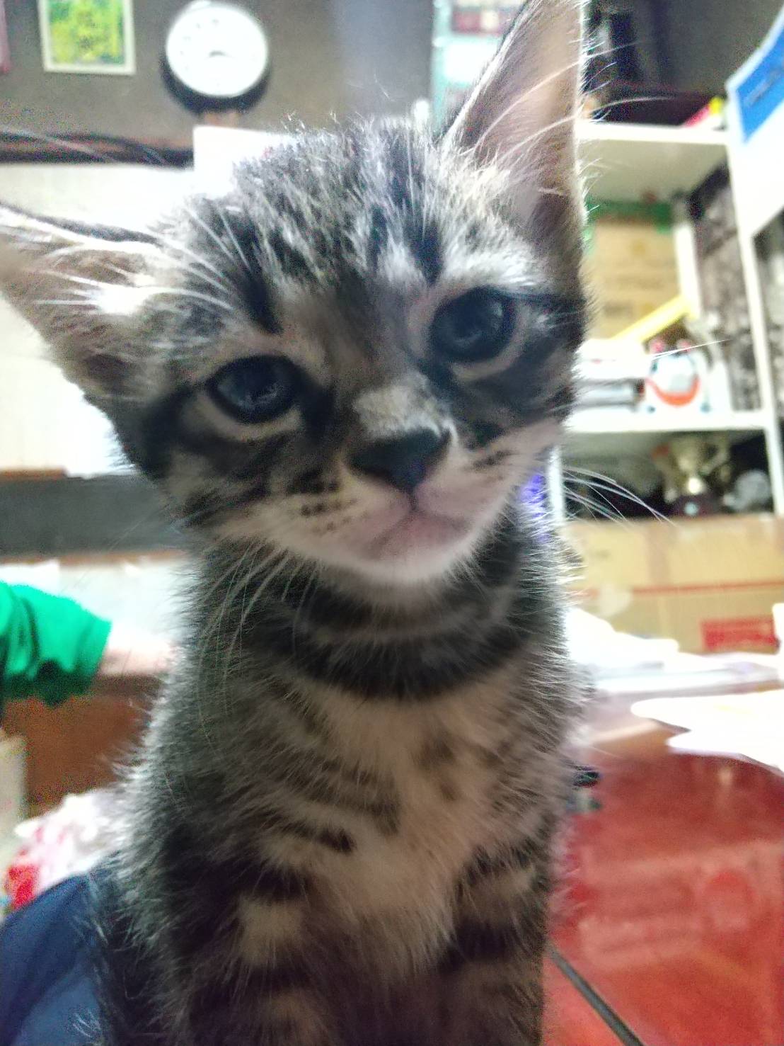 😺ﾄﾞｹﾝﾔﾏｻ？😻 on X: 