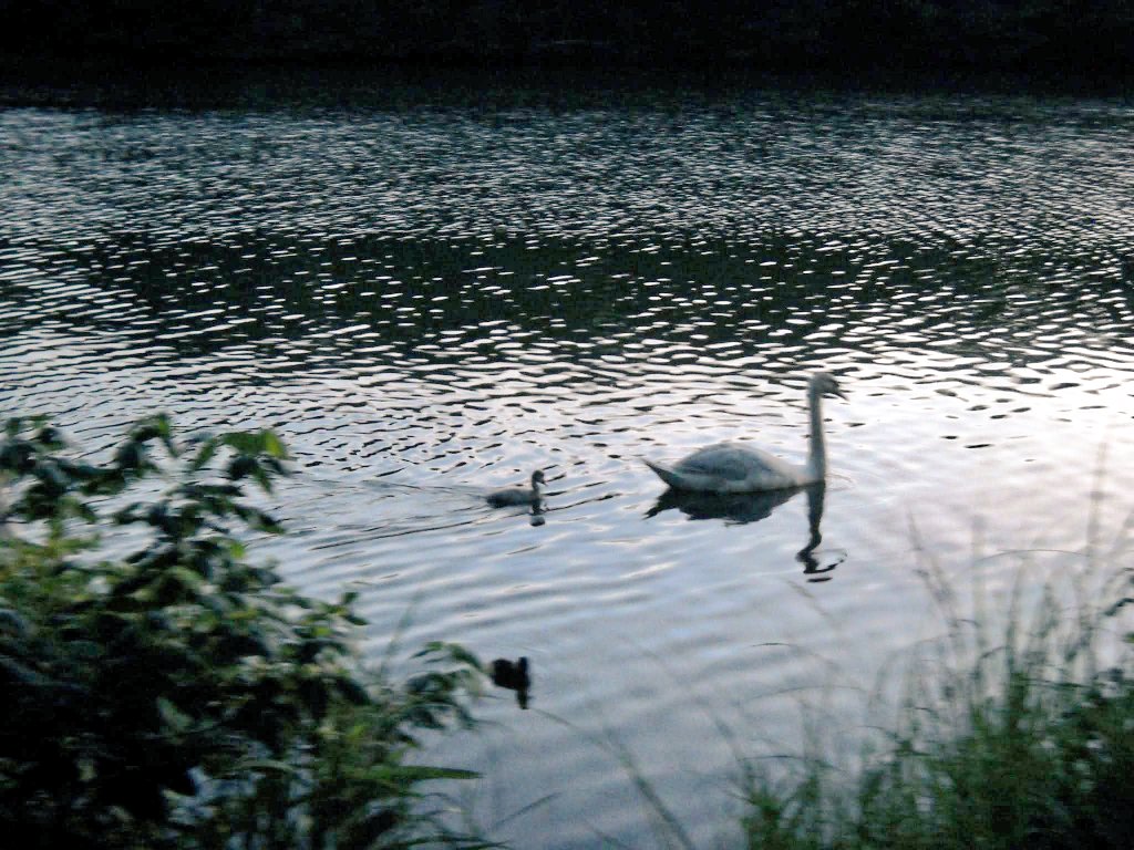 Enjoy the end of summer...🦆🦆
#NatureBeauty 
🕊️💖🕊️