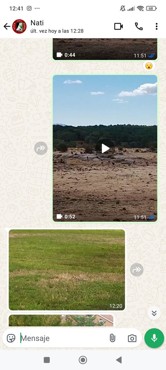 Mi madre y yo en WhatsApp hoy: yo le envío buitres y ella me contesta con una abubilla. Me encanta nuestra comunicación fluida y aviar 🐦♥️😊
