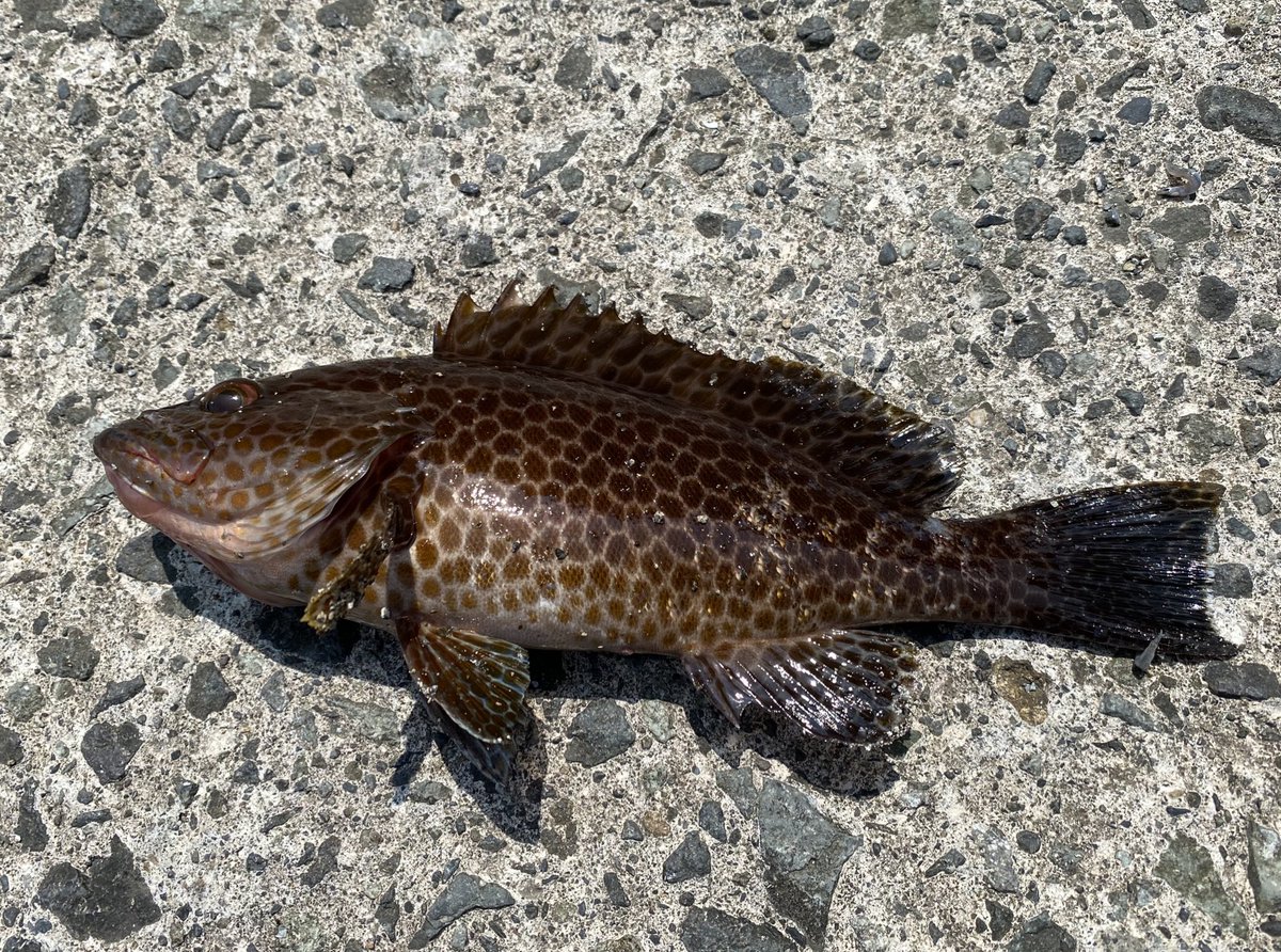 ゲゲゲno鬼太郎 tweet media