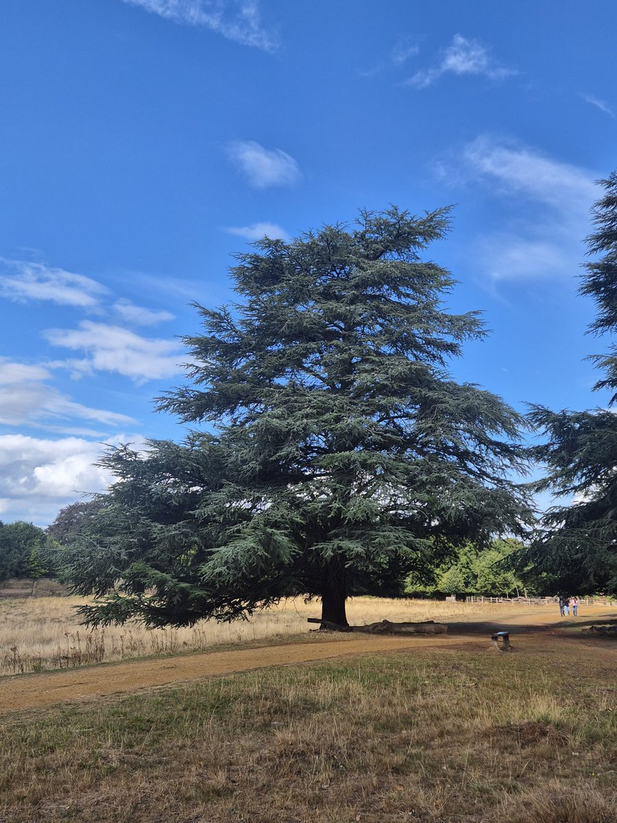 Vitalstatistix1's tweet image. Back to Richmond Park 💚🌳