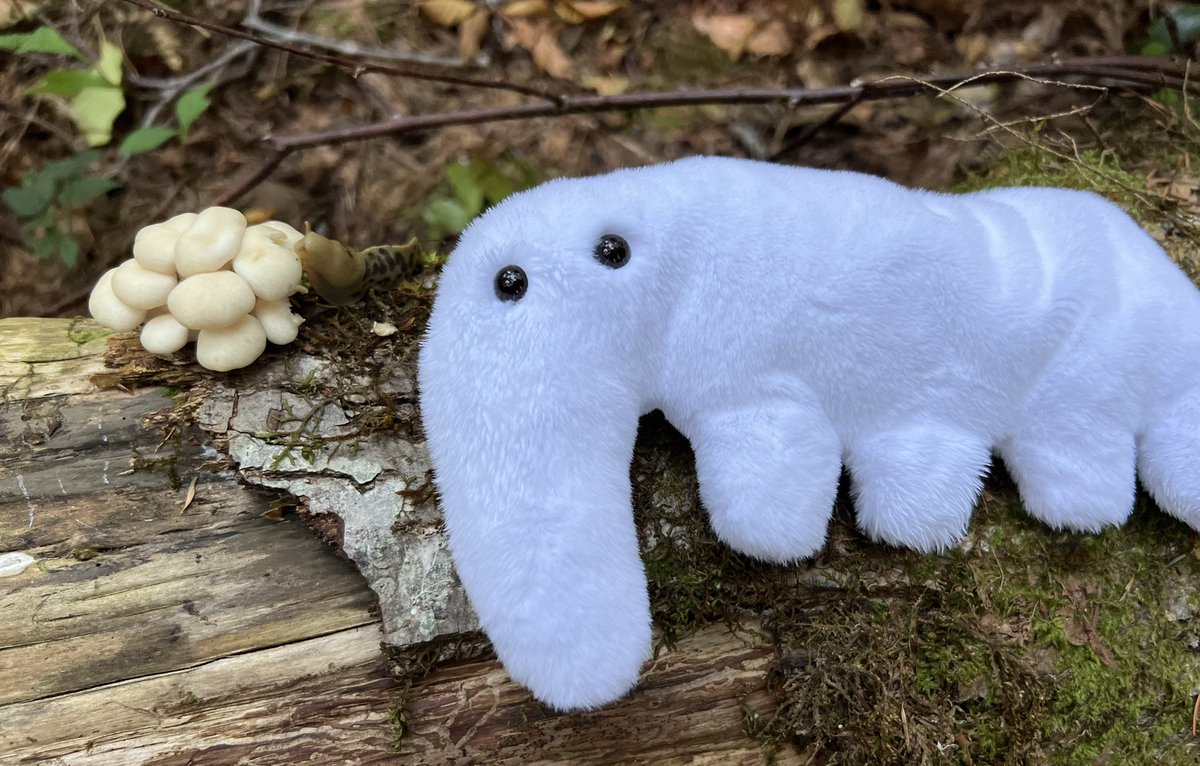 chefmaeda's tweet photo. brave my animal moldy the adventurer https://t.co/od7D9KnXqV