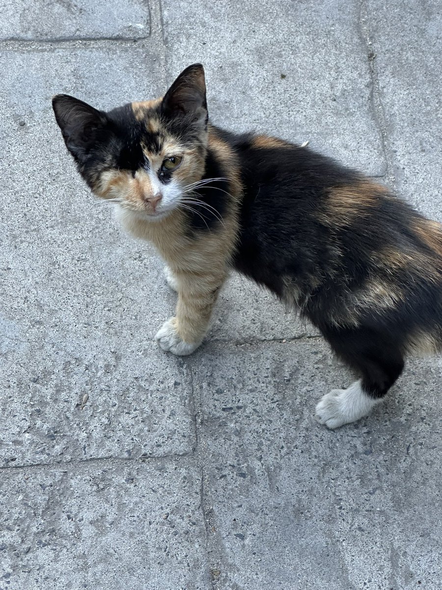 istanbuldaki fıstıglar yazsın canı yufa arıyorum