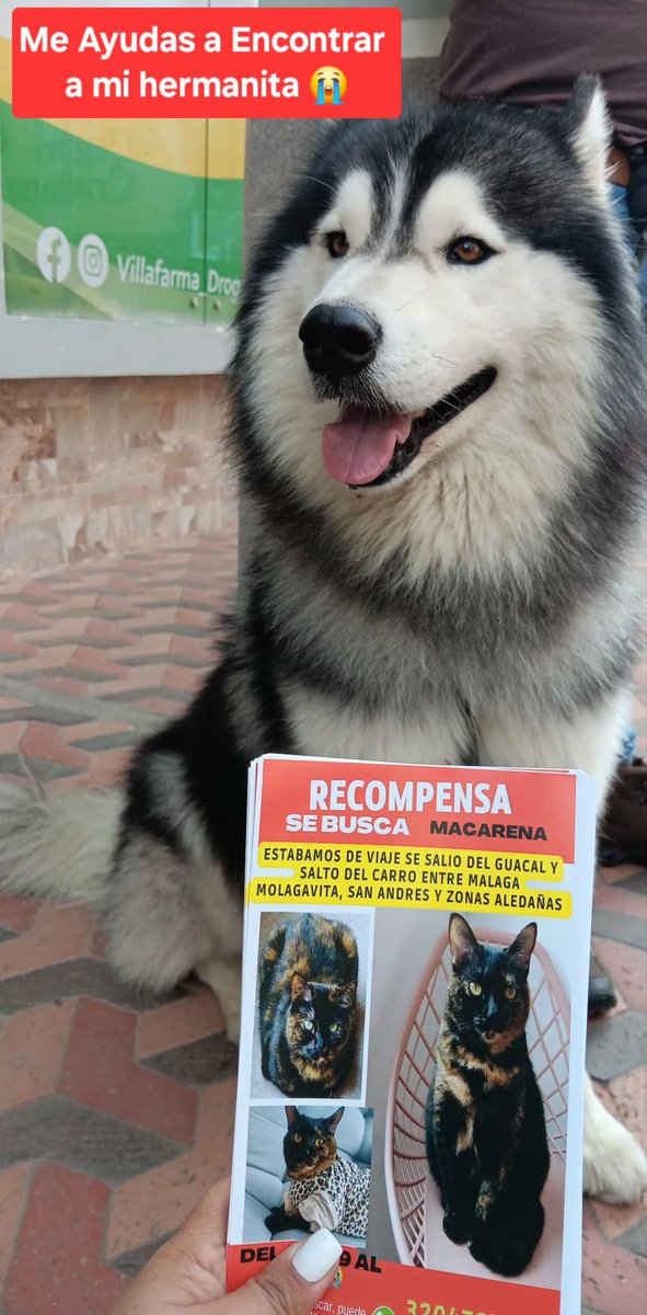🆘️🆘️🆘️ ME AYUDAS? Un rt la buscamos #malaga Santander. #Bucaramanga #Bogotá #veredasdesantander <a href="/PaolaM22_/">La de los crespos🦁</a> <a href="/andreanimalidad/">Andrea Padilla Villarraga🐆</a>