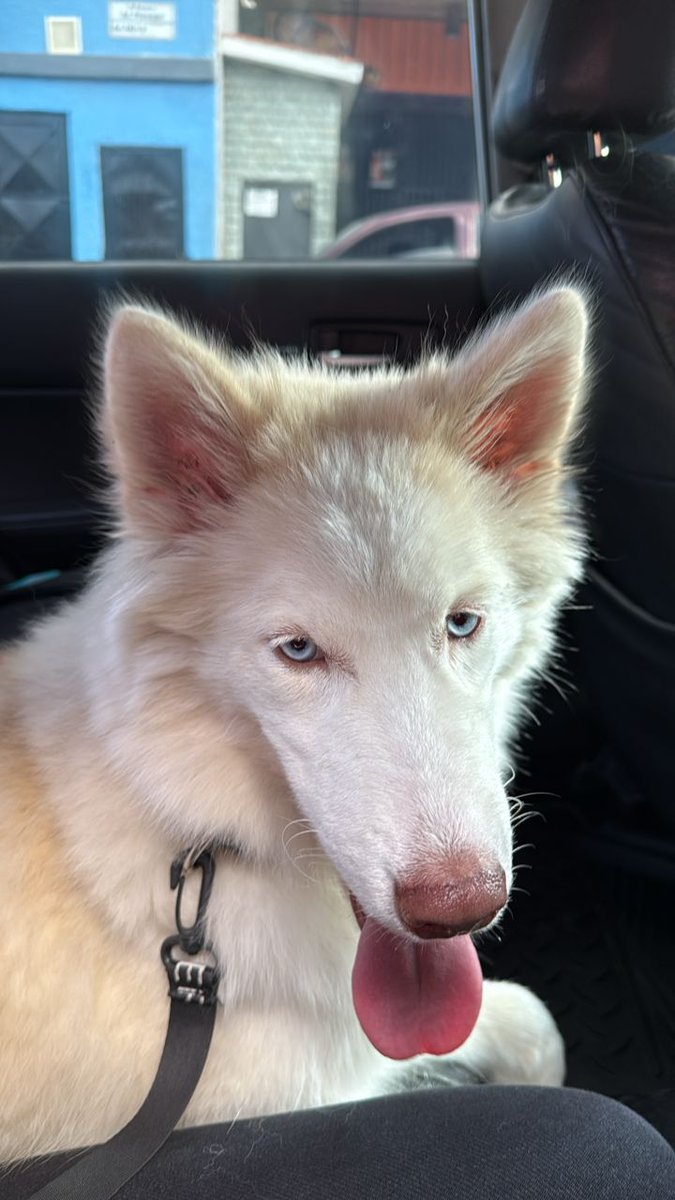 yaracalcagno's tweet photo. Se busca a su familia. Perrito encontrado en Los Chorros
Si es de alguien llamar al nro. 04149360852 https://t.co/CWo3LrAbwF
