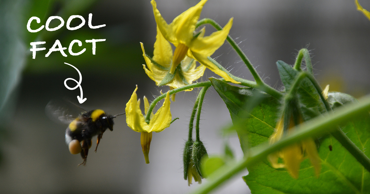 Cool fact: Our high-tech #greenhouses use #BumbeBees to naturally pollinate our crops. This technique increases crop yield, improves quality, and reduces labor.