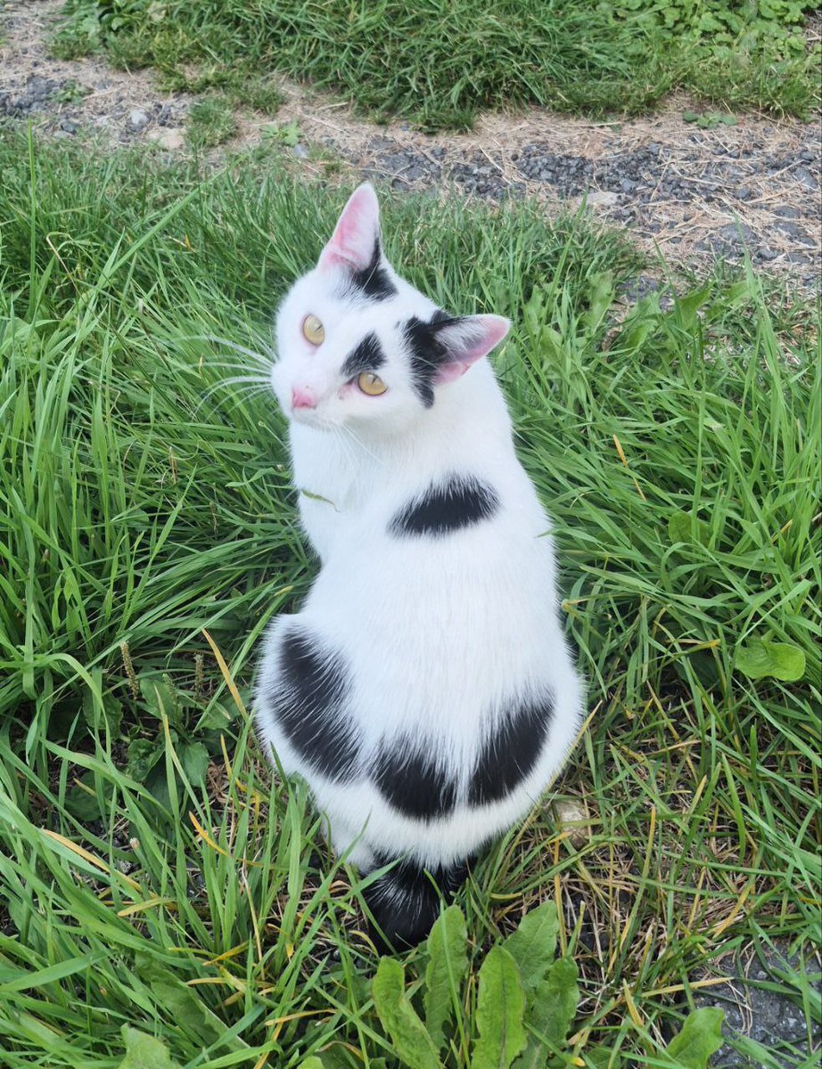 Милый зайчик Вася по прежнему живёт на даче... зима всё ближе и мне всё тревожнее...  в сентябре будут две акции пристройства, пойдём снова в надежде на удачу. Кстати,  хвоста у Васи нет, поэтому и зайчик 🤗