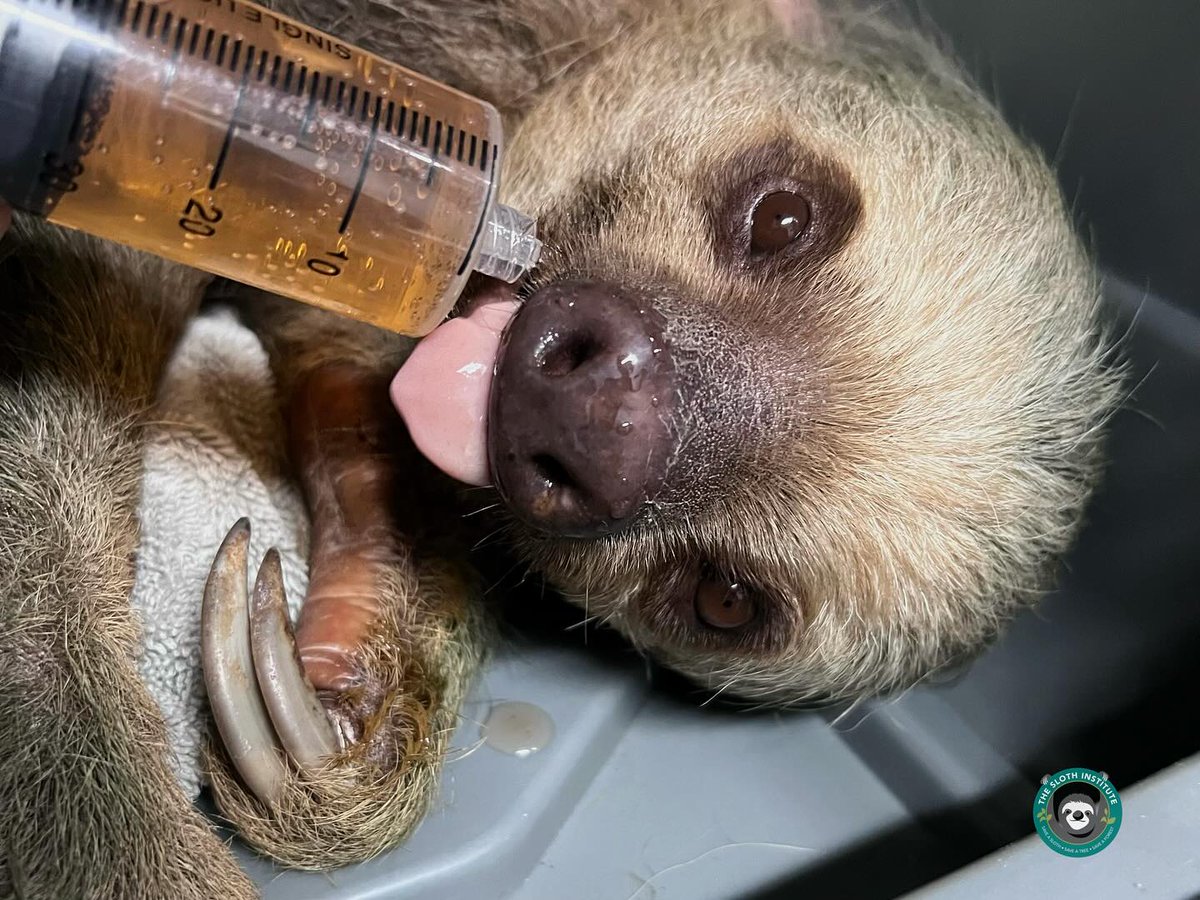 slothinstitute's tweet image. Feed a sloth for 3 weeks for $100! Leaves, goat’s milk &amp;amp; love included. Help us reach our Ten for Ten: A Celebration Fundraiser &amp;amp; keep sloths thriving! 🦥💚

secure.qgiv.com/for/tsiocrgd 
#TeamSloth #FeedASloth #SaveSloth