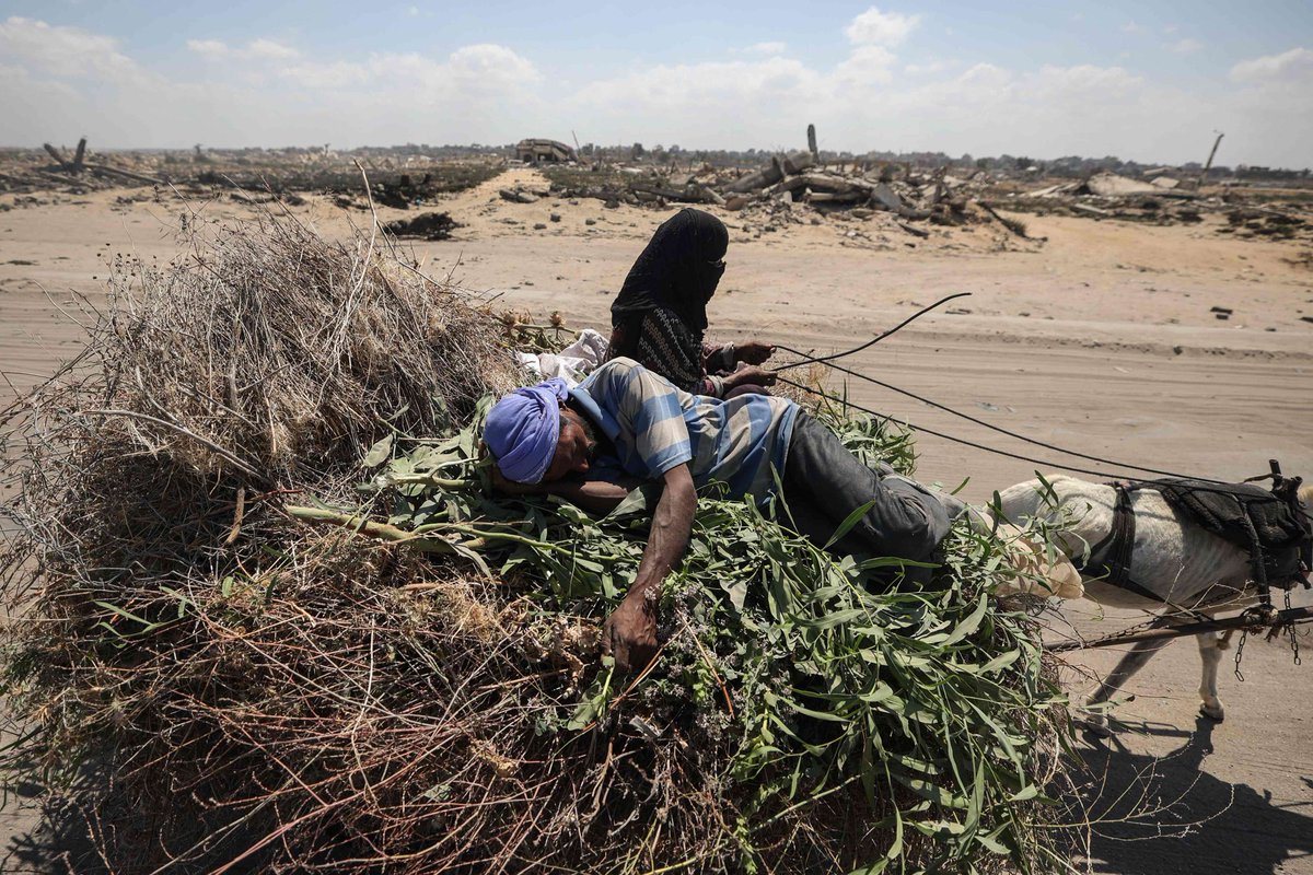 Gaza
The Wasteland