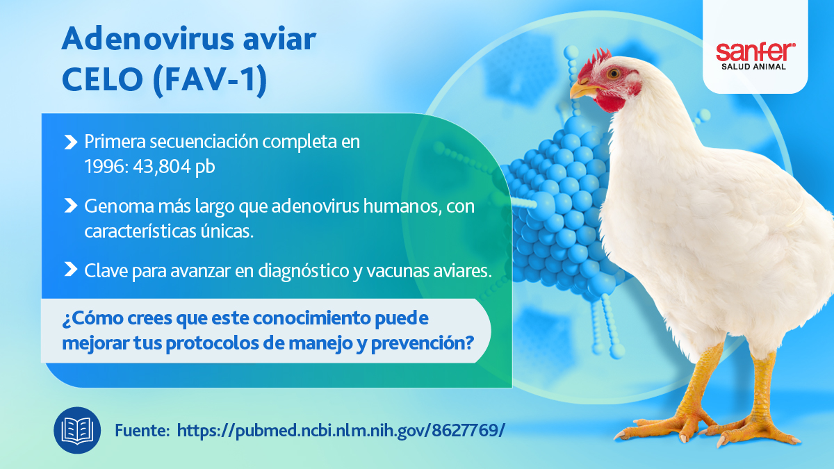 La secuenciación del CELO mostró un genoma más largo y estructuras genéticas exclusivas, abriendo la puerta a nuevas herramientas para el control viral en aves.
