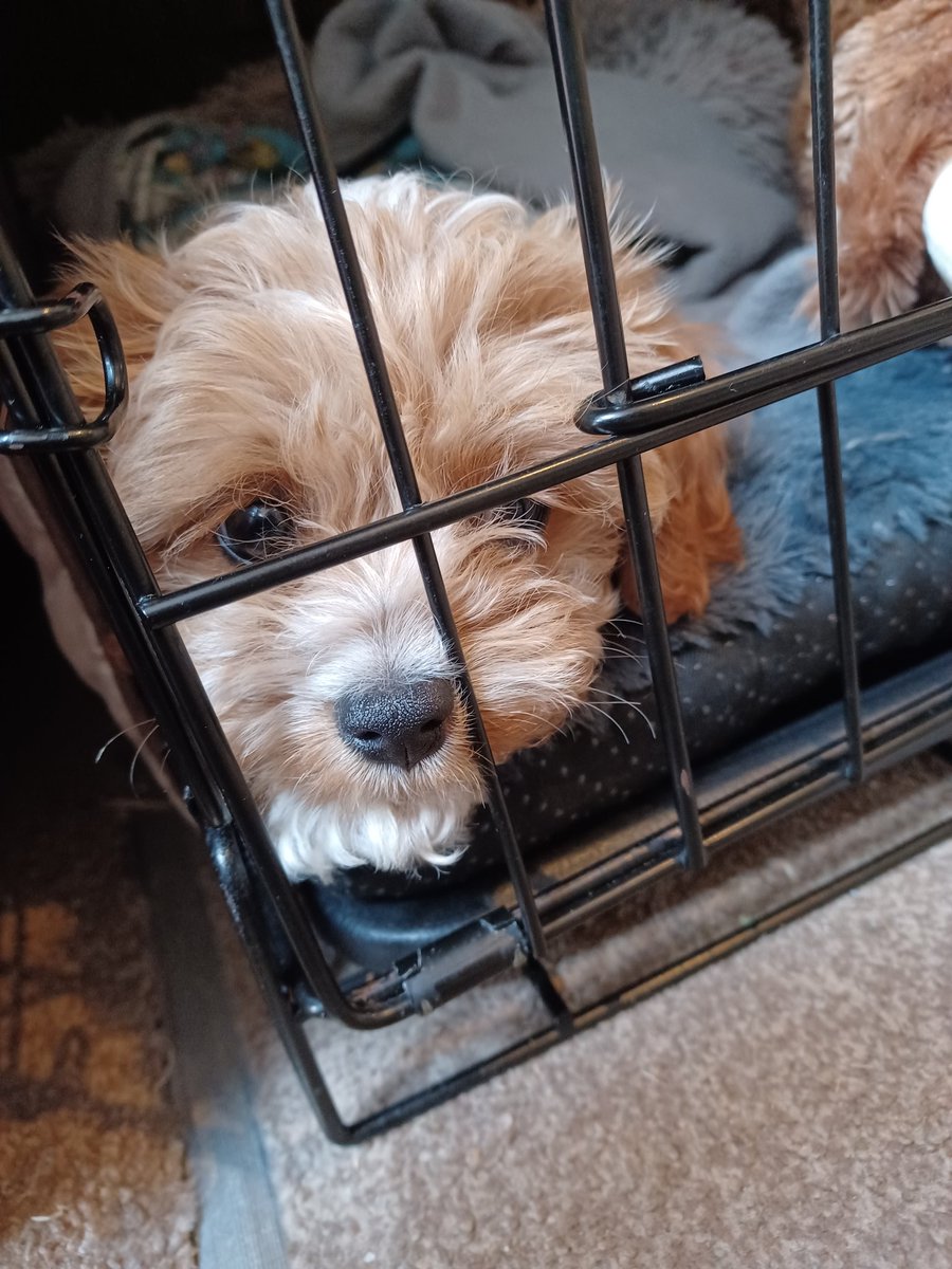 Made the cutest little friend today, I didn't think to take any photos when I was playing/cuddling him, just when he went to bed for a rest 🤦‍♀️