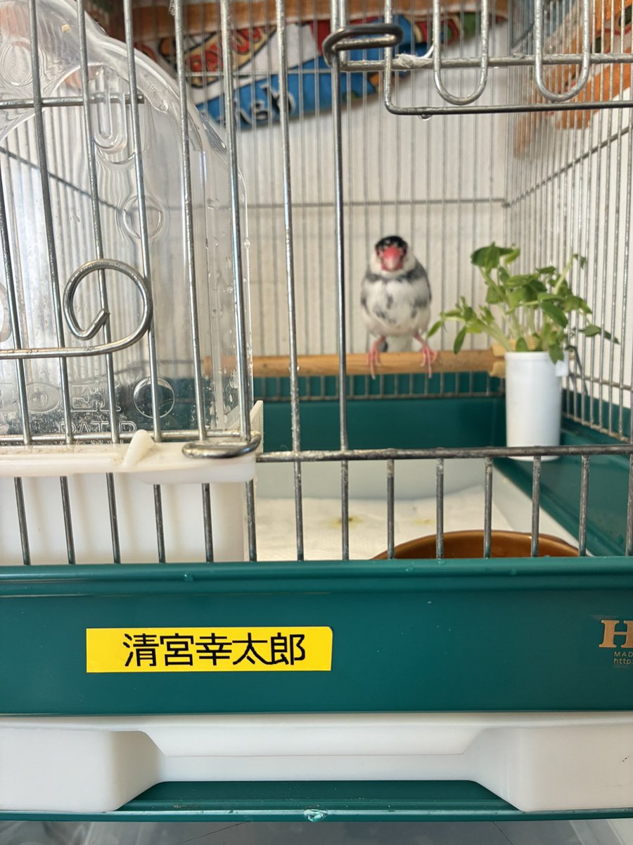 北海道に行っている間ペットホテルに文鳥さんを預けていたんだけど、カゴにユニフォームパッケージの選手名シール貼ったまま預けてたことに気づきジワジワきてる。
#清宮幸太郎