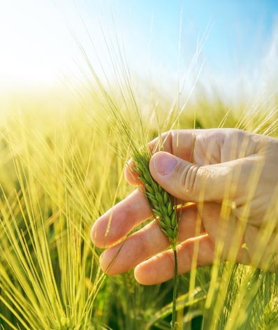 Craft Maltsters Guild tweet media