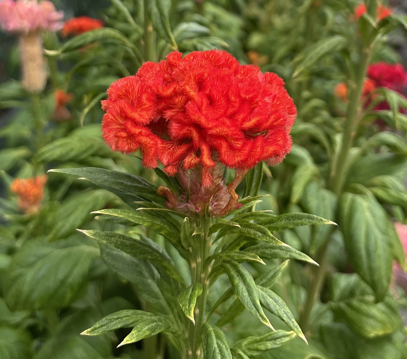 ケイトウ - Search / X