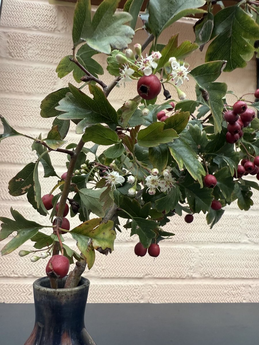 Kittywitches's tweet image. I have been out trimming in the garden and with our weird weather, it’s no wonder our hawthorn hedge has its seasons confused. Flowers and berries on the same spray… 🫤 #hawthorn #NatureforHealth #LoveNorfolk