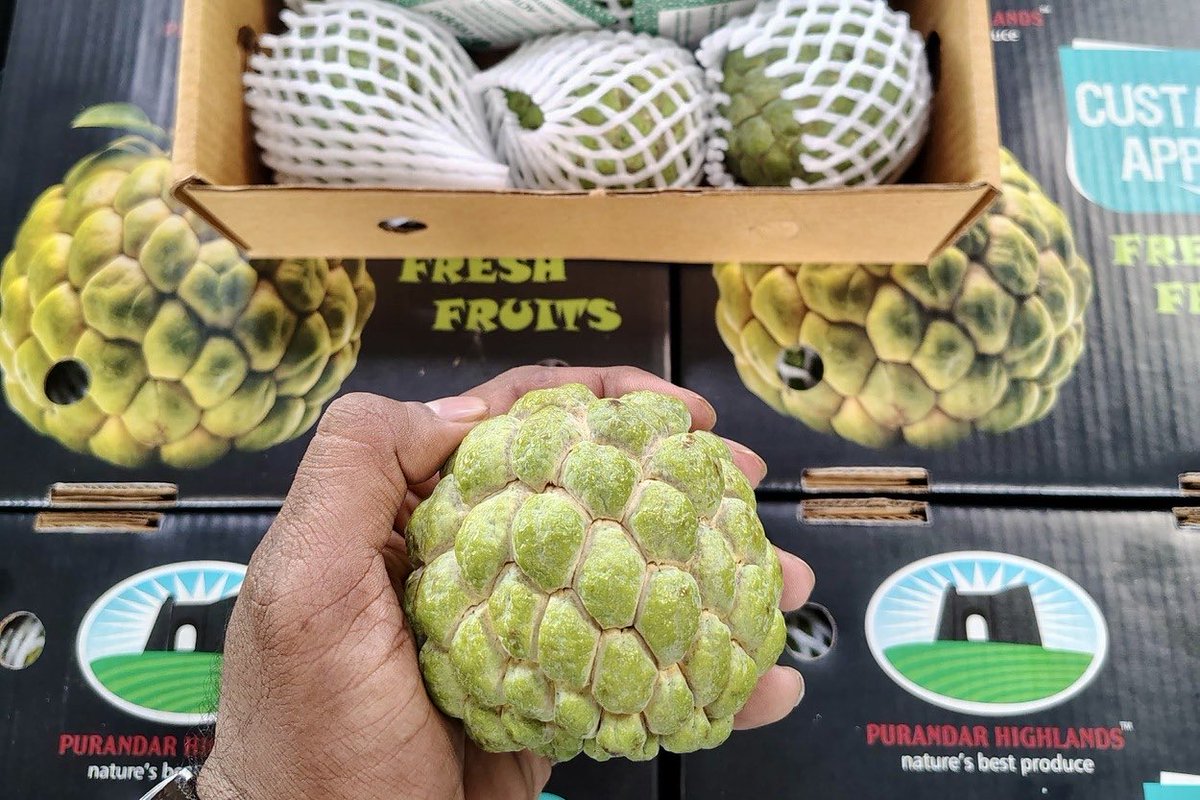 Variedades de #chirimoyas “custard apples” son muy apetecidas por el mercado en Asia, Europa y EEUU por su sabor y textura, India ha logrado éxito con una variedad menos delicada para exportación. Una oportunidad para selección de variedades de chirimoyas de #Ecuador