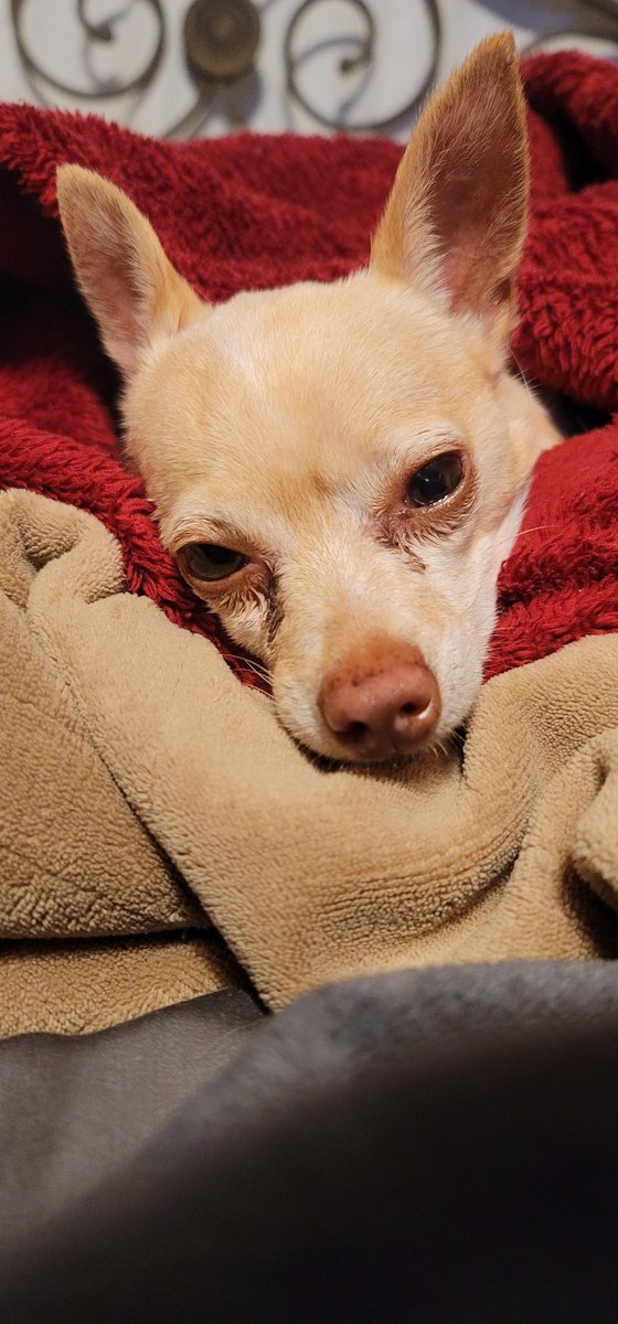 princesstegantx's tweet image. Headed to doggie ER ya&apos;ll... didn&apos;t want to wake my mum up but been ouchie the last two days...today I didn&apos;t want to go on my #ZSHQ pawtrol.  Paws in please the vet is scary.  #Chihuahua #dogsoftwitter #dogofX #dogs #sickday