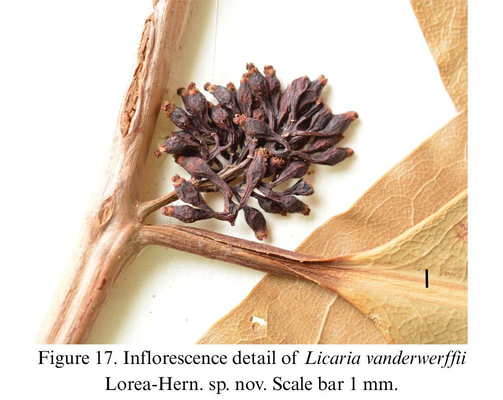 Se describen e ilustran 11 nuevas especies no reconocidas del género Licaria de la región mesoamericana. Además, se comentan las posibles relaciones que tienen con otras especies del género. Leer más: revista.ib.unam.mx/index.php/bio/…