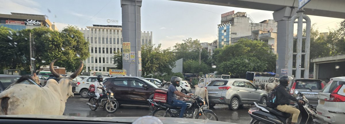 ashishc_arch's tweet image. Peak hour #cattleclass traffic @ Sikanderpur, Gurgaon on 27 August 2025 @ 1800 hours. Over 100+ Stray cattle can b seen roaming around Sikanderpur 24x7 visible 2 all but not seen by @MunCorpGurugram. Such a shame to ur false claims &amp;amp; fake PR photos.