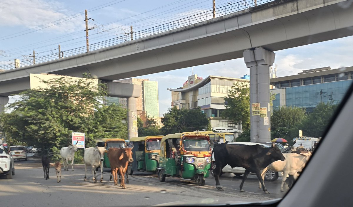 ashishc_arch's tweet image. Peak hour #cattleclass traffic @ Sikanderpur, Gurgaon on 27 August 2025 @ 1800 hours. Over 100+ Stray cattle can b seen roaming around Sikanderpur 24x7 visible 2 all but not seen by @MunCorpGurugram. Such a shame to ur false claims &amp;amp; fake PR photos.