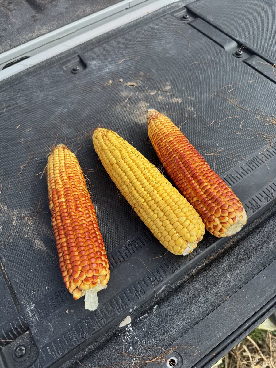 KumpfTim's tweet image. Looking at some cow chow.  Enogen