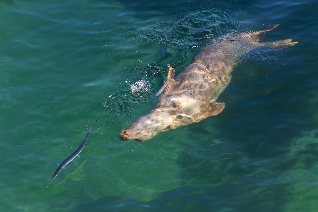 British Wildlife Photography Awards tweet media