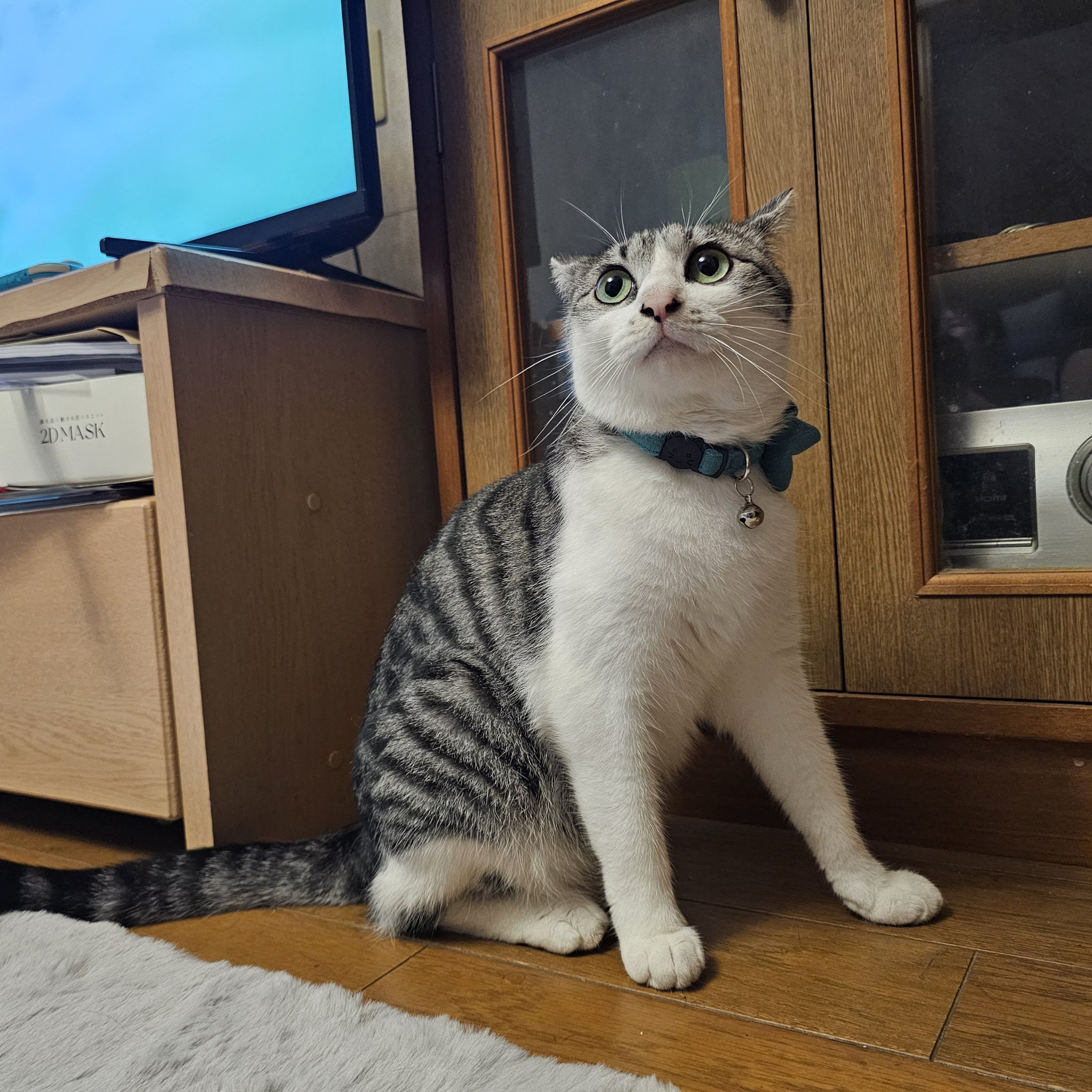 🌸おりか＿保護猫活動中 on X: 