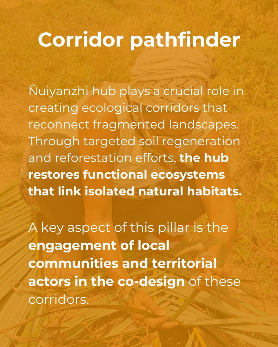 Ñuiyanzhi’s vision: restoring nature with the help of Kogui elders

Our first pilot biocultural hub aims to transform degraded ecosystems into sanctuaries for endangered species through innovative soil restoration and bioclimatic architecture.

They will also provide training to