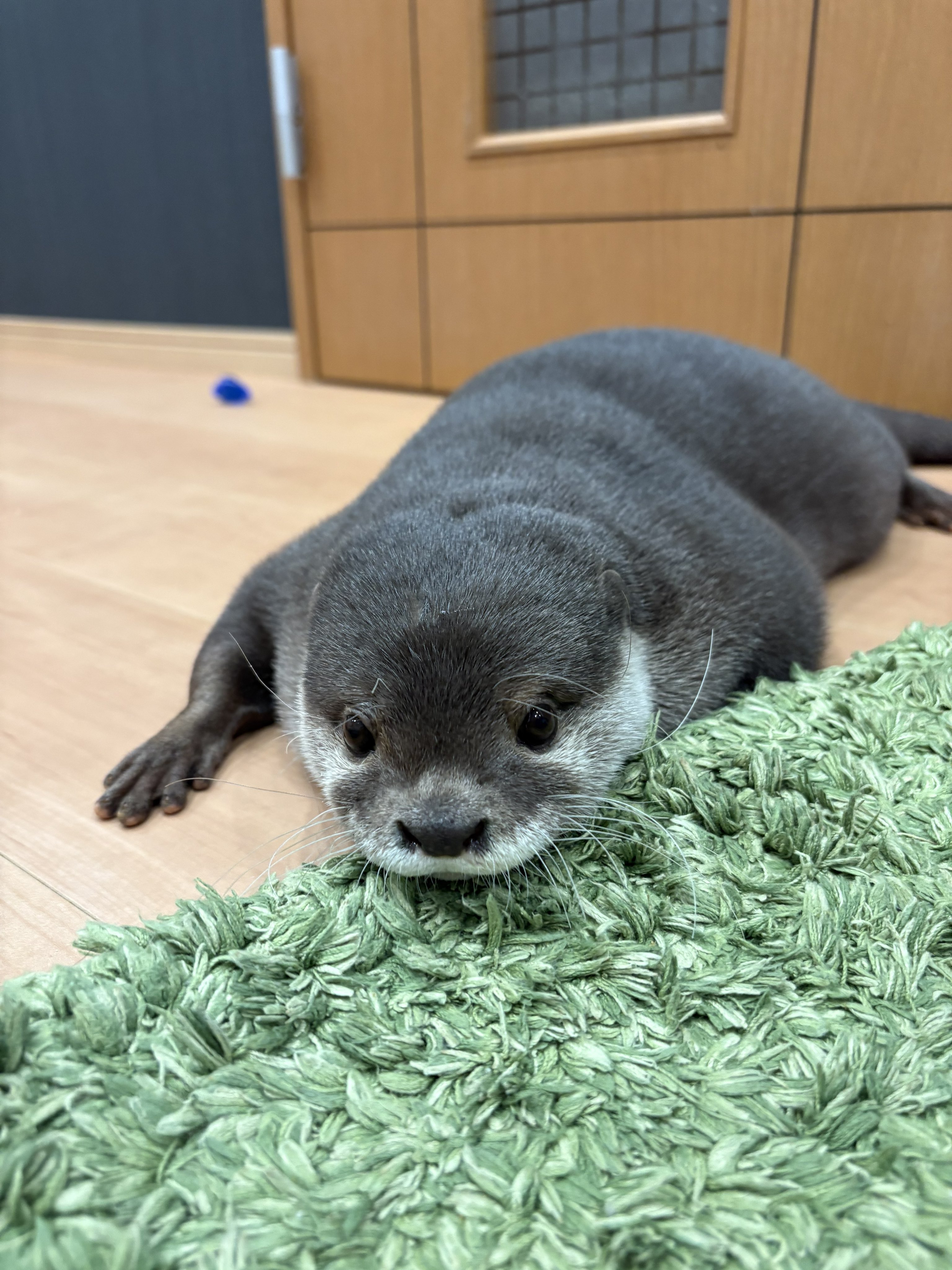 カワウソのウーちゃん (@Otter_Uchan) / X