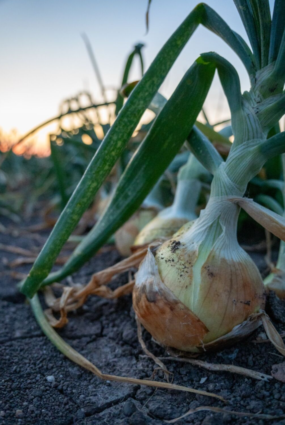 NetafimUSA's tweet image. Stronger starts = stronger crops. 🌱 Drip irrigation gives seeds the steady moisture they need for healthy growth and fewer bulb splits. #GrowMoreWithLess #DripIrrigation #Onions