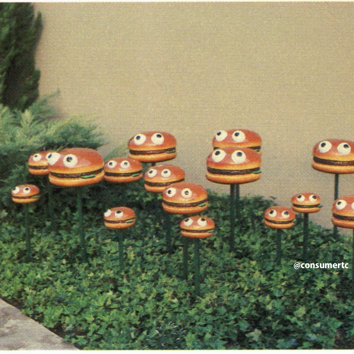 Here's a beautiful patch of hamburger 